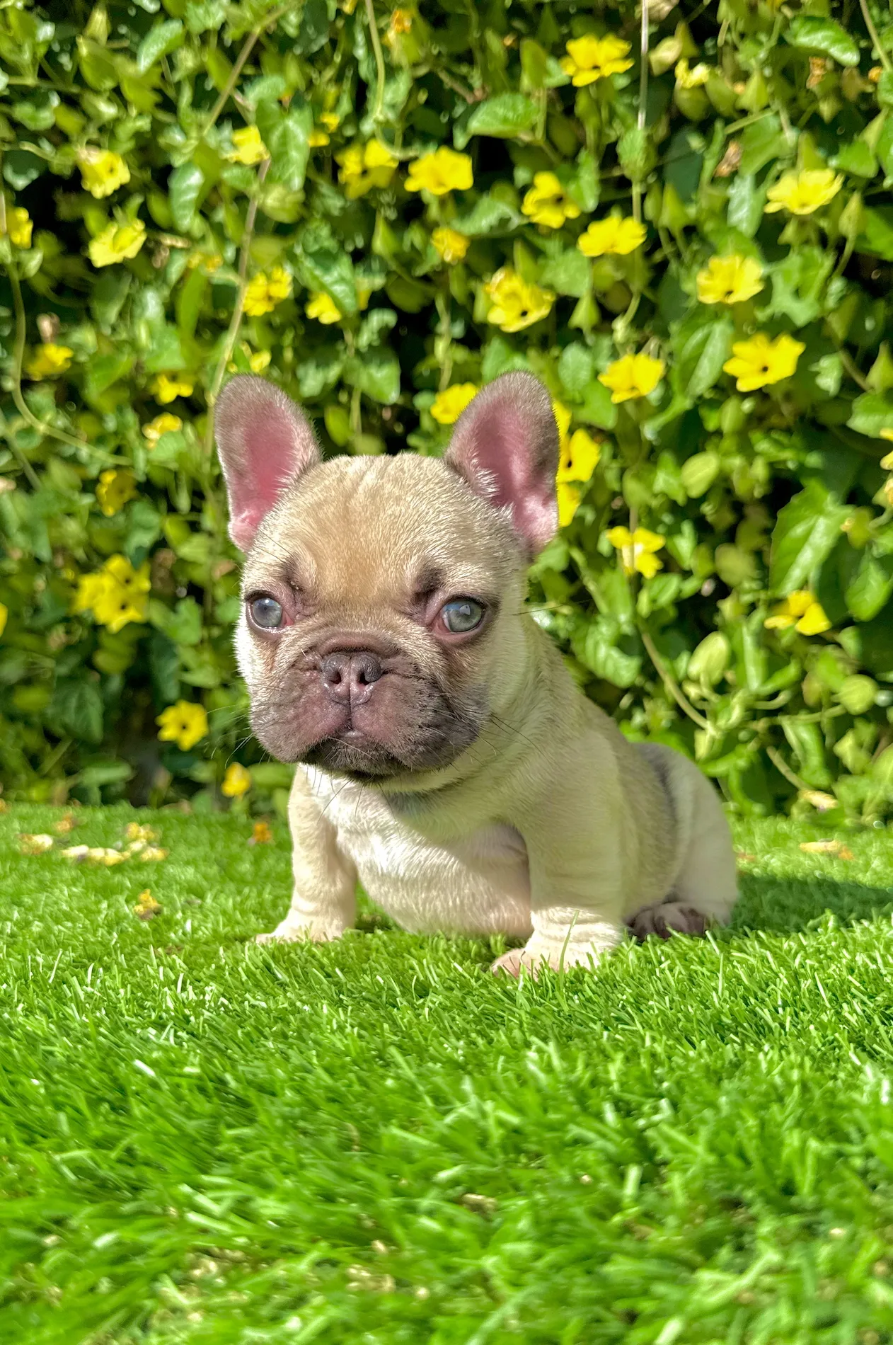 Bonnie (Blue Fawn French Bulldog) - Image 4