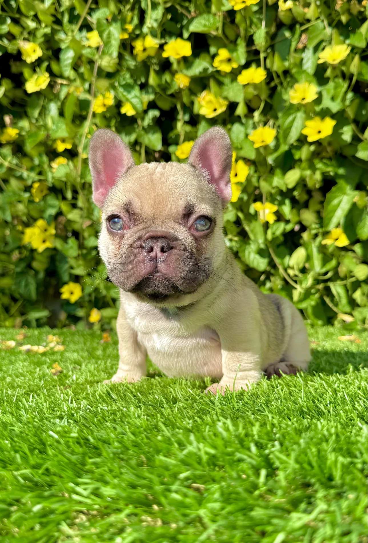 Bonnie (Blue Fawn French Bulldog) - Image 5