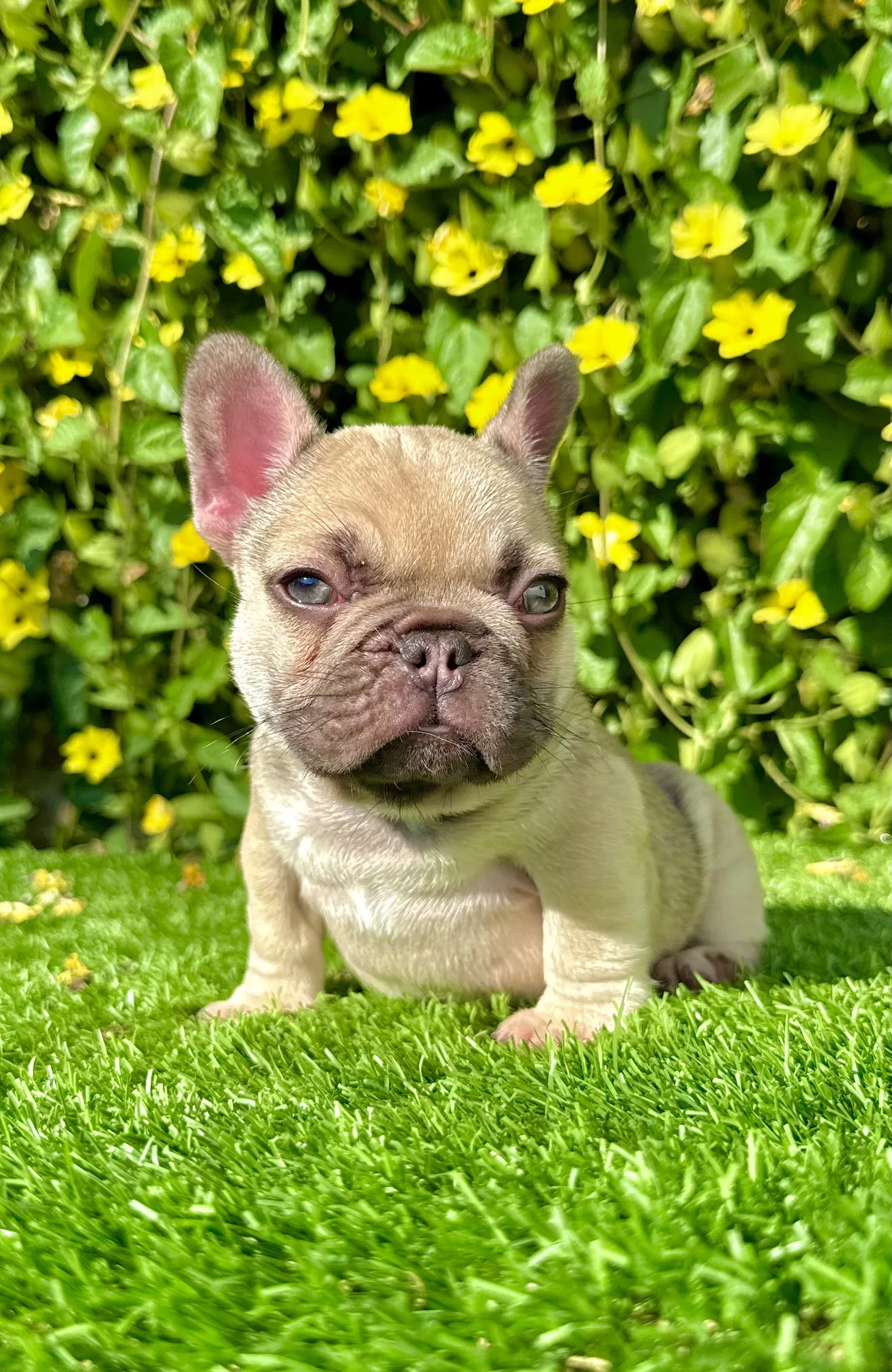 Luxury French Bulldog puppy, Bonnie, ready for her forever home