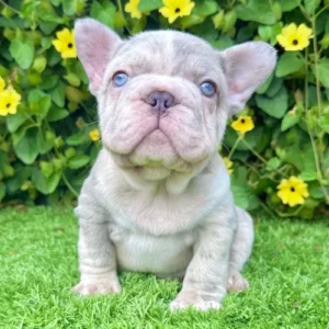 Brutus (Blue Merle French Bulldog)