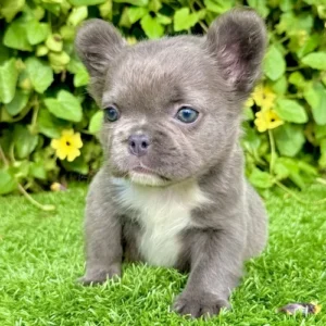Chanel, blue fluffy female French Bulldog with soft coat