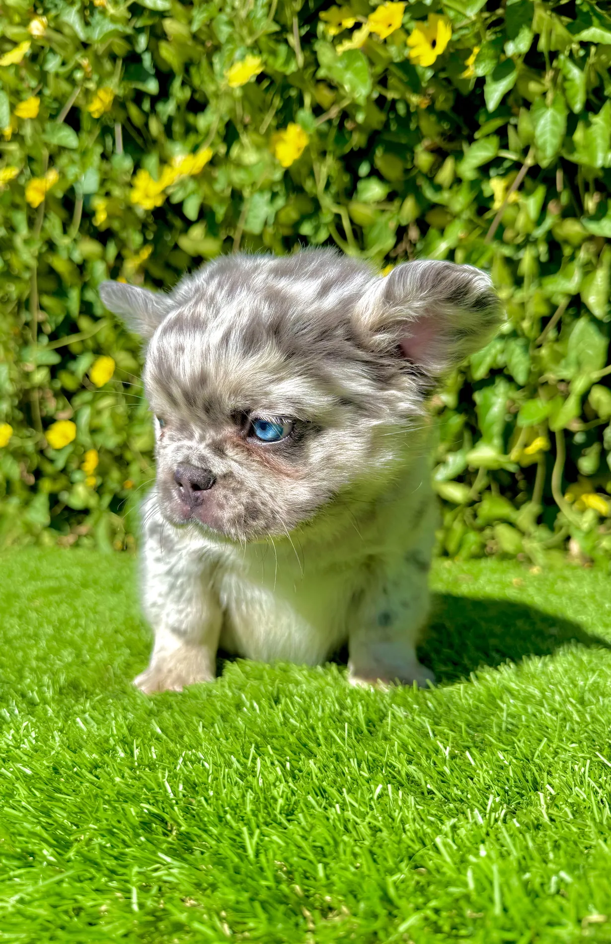 Teddy the fluffy blue merle French Bulldog puppy sitting on vibrant green grass with yellow flowers in background