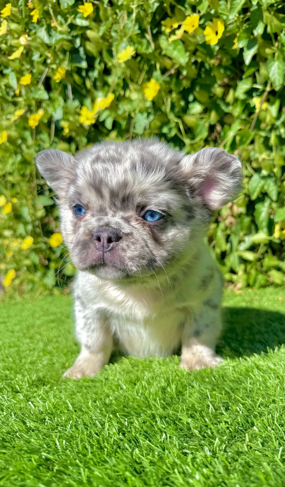 Close-up of Teddy’s bright blue eyes and unique merle markings