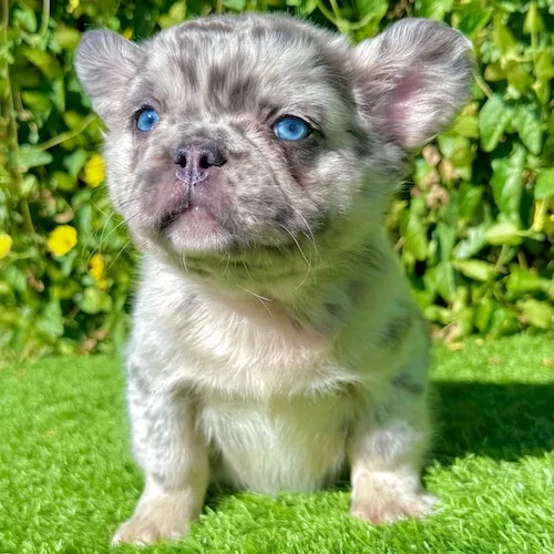 Teddy – Blue Merle Fluffy French Bulldog Male
