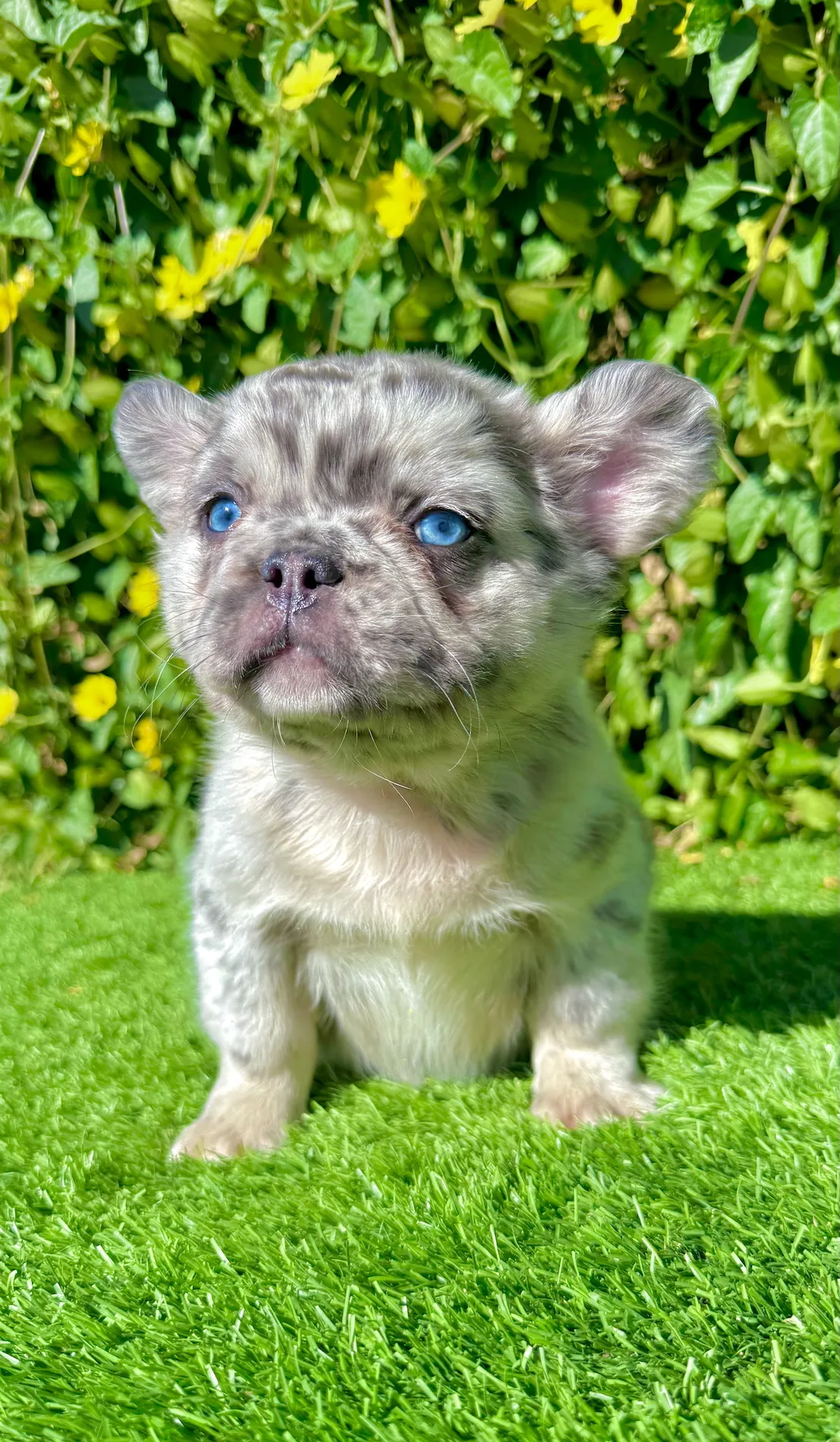 Teddy looking off to the side with ears perked up