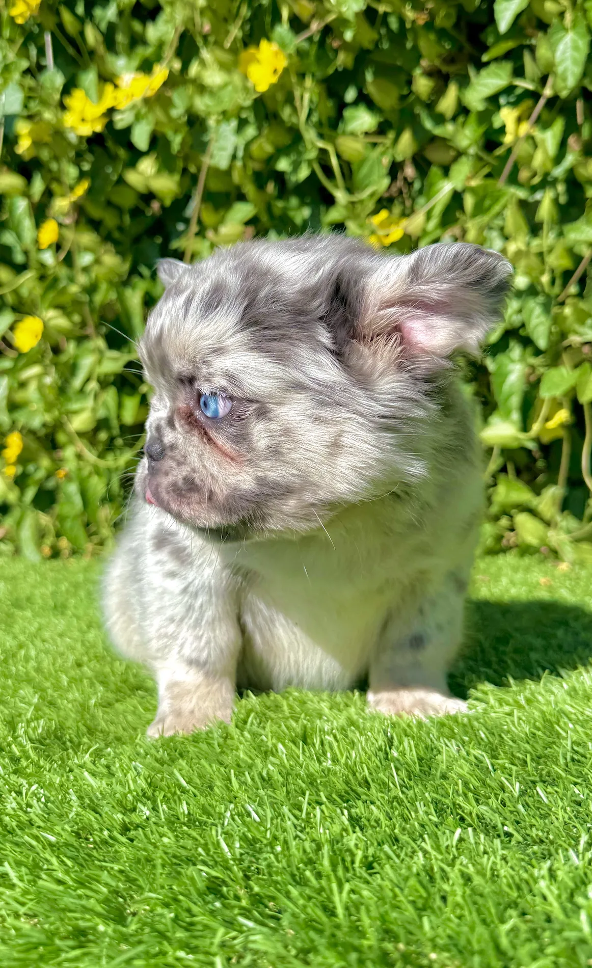 Fluffy French Bulldog pup Teddy basking in sunlight
