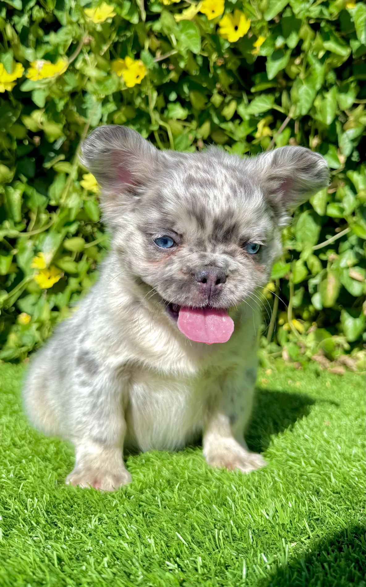 Full body profile of Teddy the blue merle Frenchie