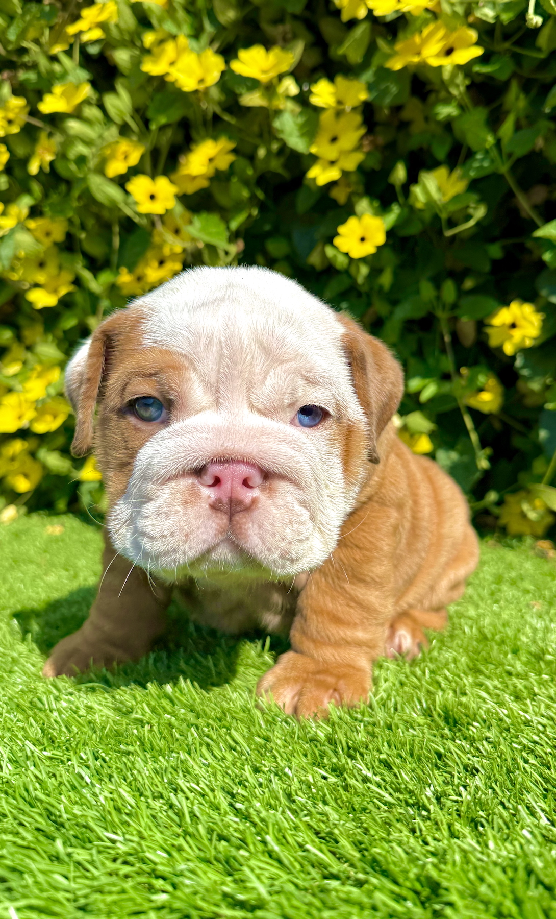 fawn merle english bulldog male puppy beefy sitting on grass