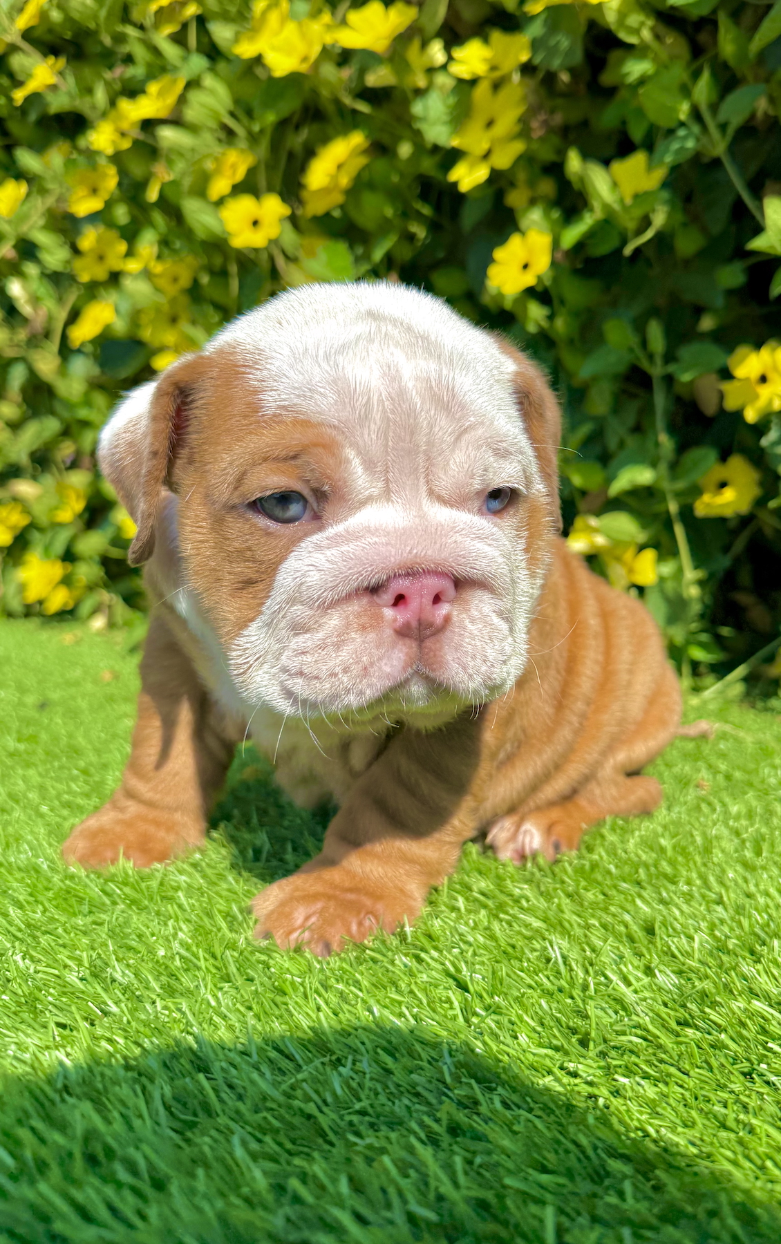 blue eyed fawn merle english bulldog puppy male with wrinkles