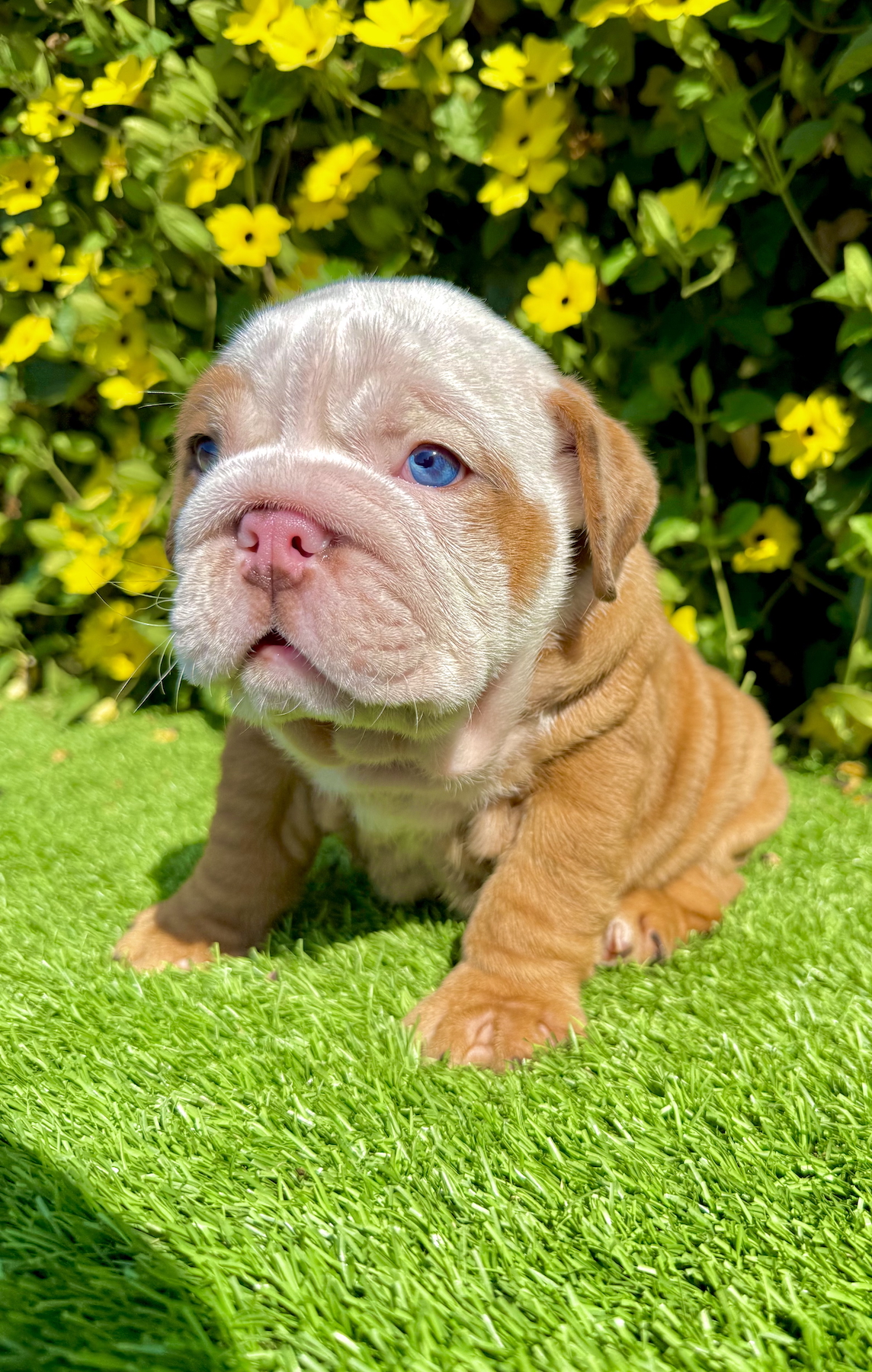 wrinkly fawn merle english bulldog male puppy blue eyes