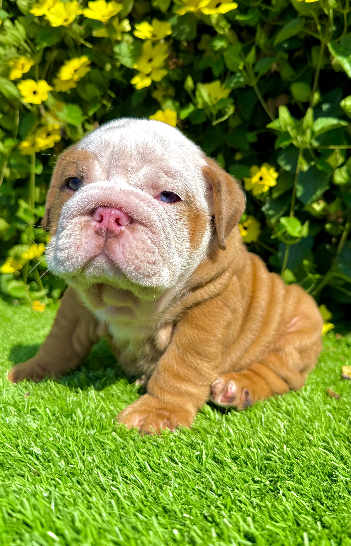 san diego fawn merle english bulldog male puppy outdoors