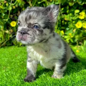 Gizmo – Blue Fluffy Merle French Bulldog (Male)