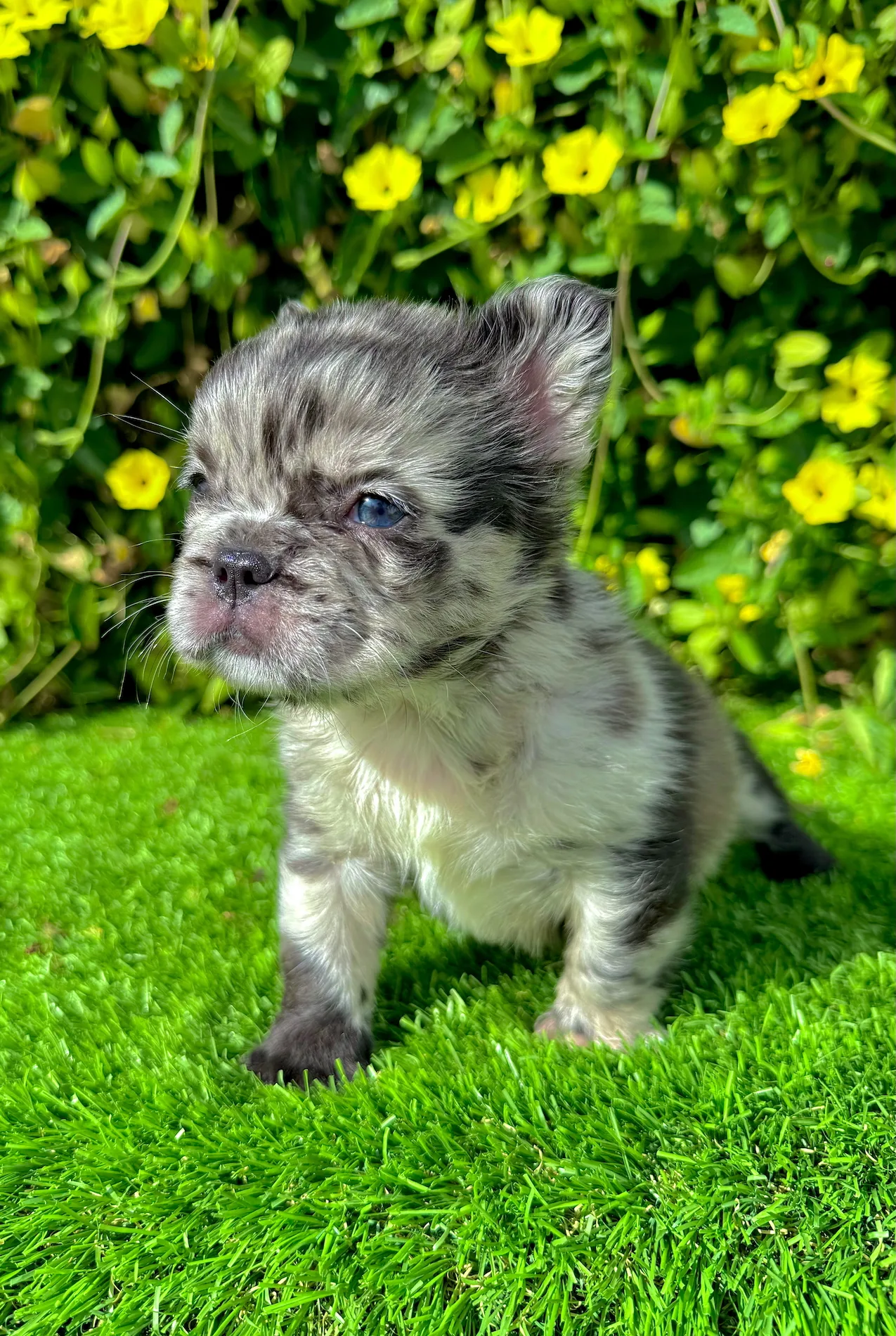 blue fluffy merle french bulldog puppy gizmo sitting on grass with yellow flowers