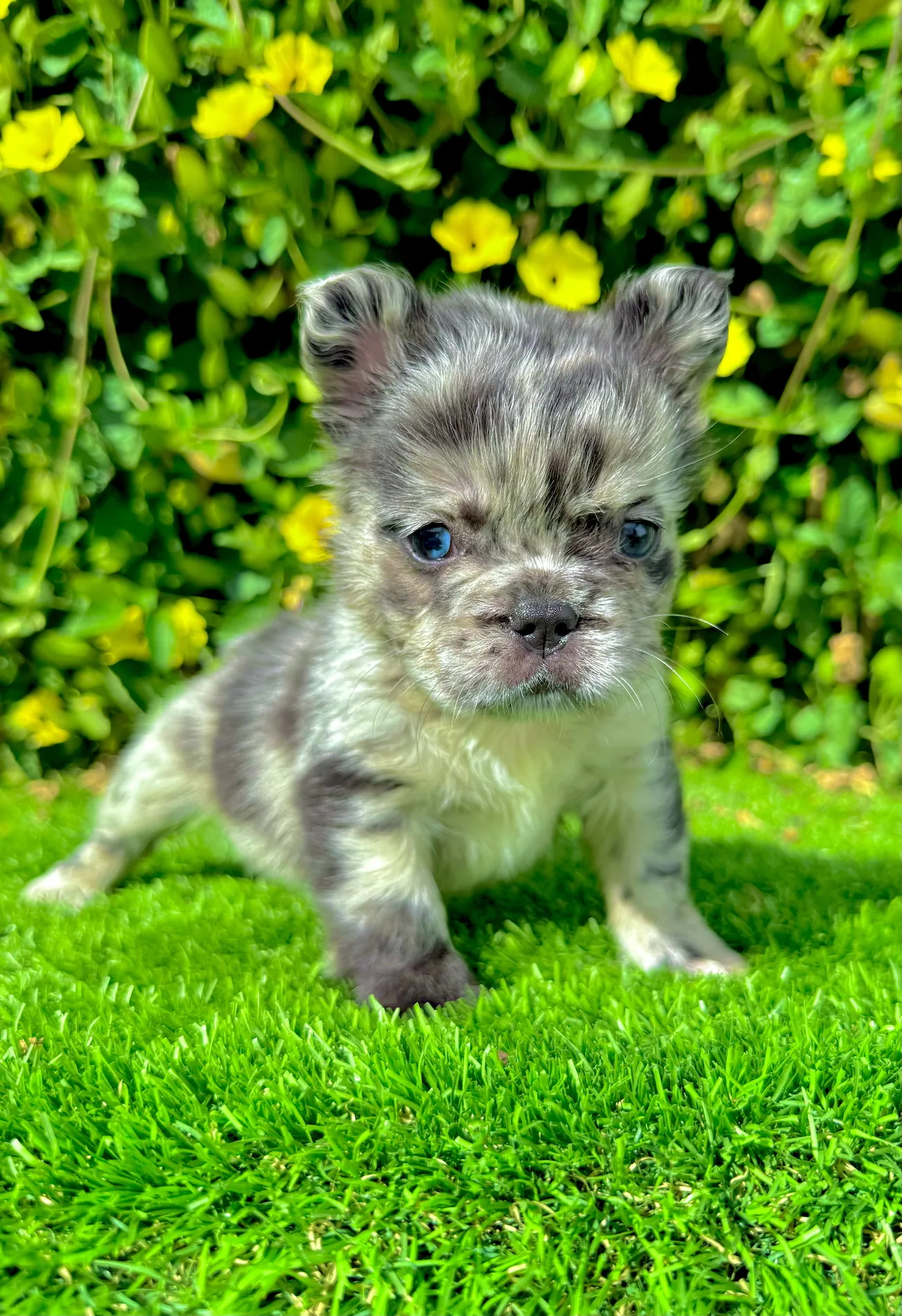 fluffy blue merle frenchie puppy with blue eyes looking forward