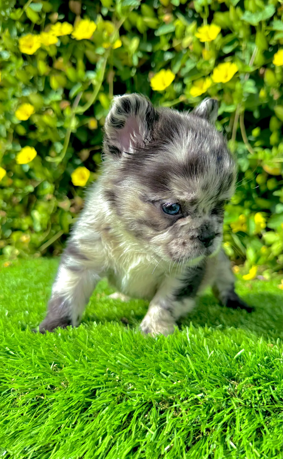 rare blue merle fluffy french bulldog male outdoors