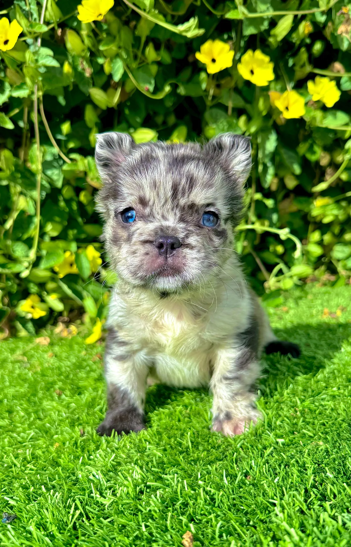 8 week old fluffy french bulldog puppy with merle coat