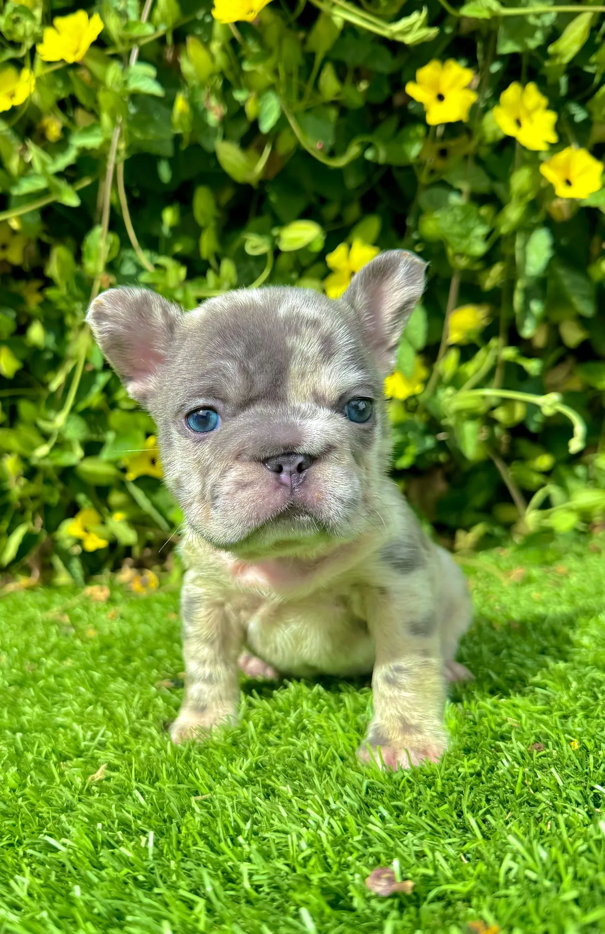 Lexi blue merle big rope French bulldog female puppy with blue eyes sitting on grass