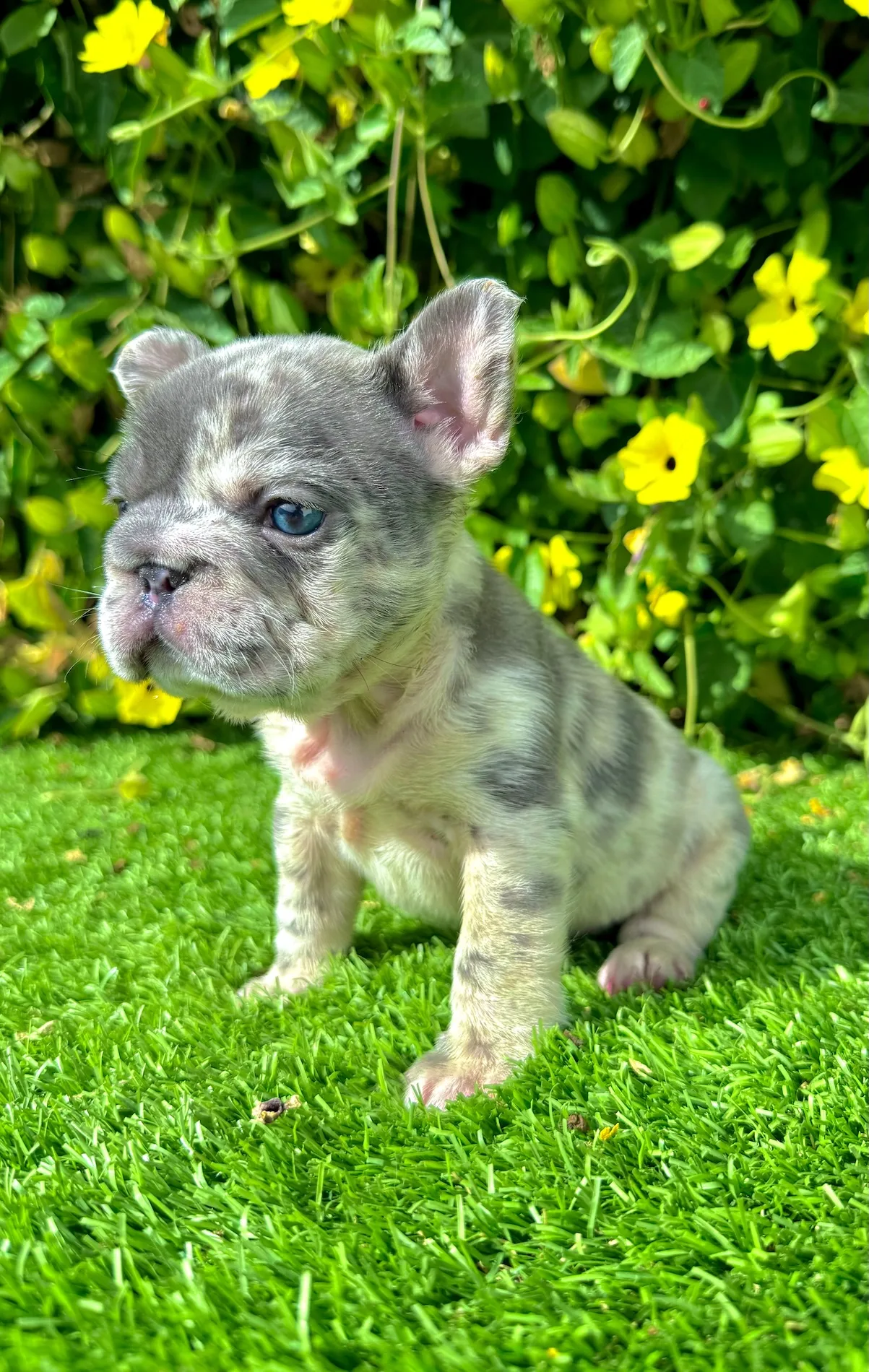 Blue merle big rope Frenchie puppy Lexi female 8 weeks old with striking blue eyes