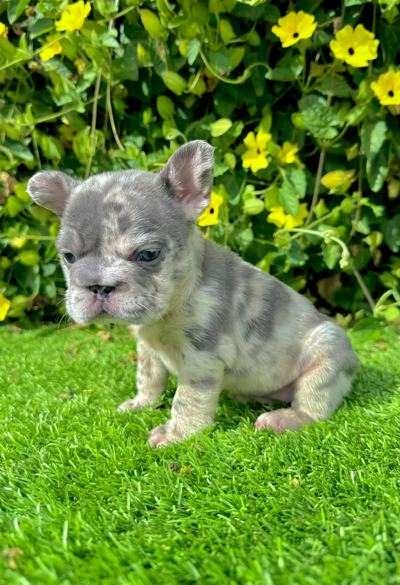 Female blue merle French bulldog puppy for sale Lexi with bright blue eyes