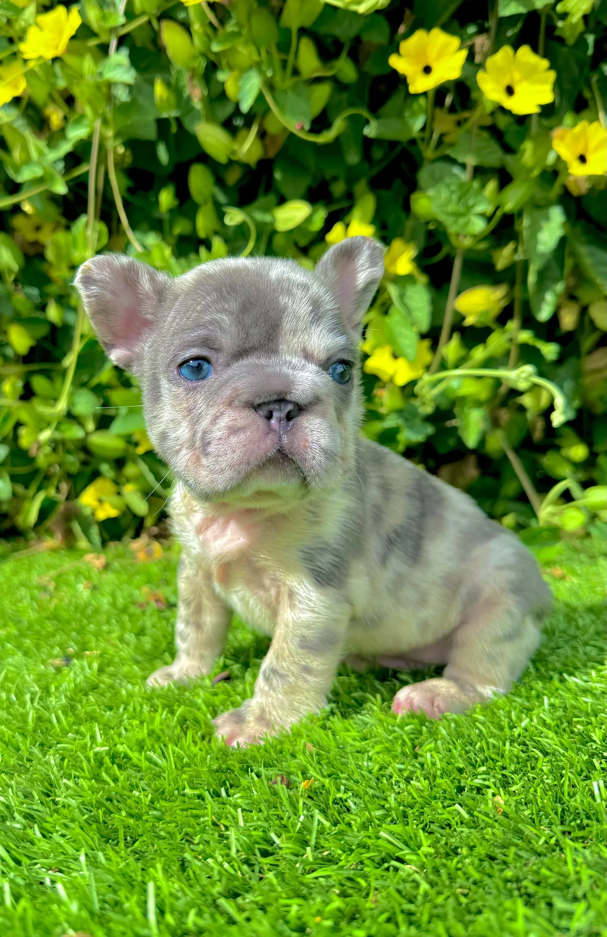 San Diego blue merle big rope French Bulldog female puppy Lexi