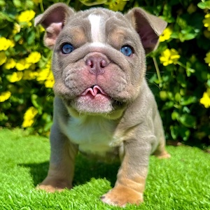 lilac tri english bulldog female puppy maggie standing on green grass