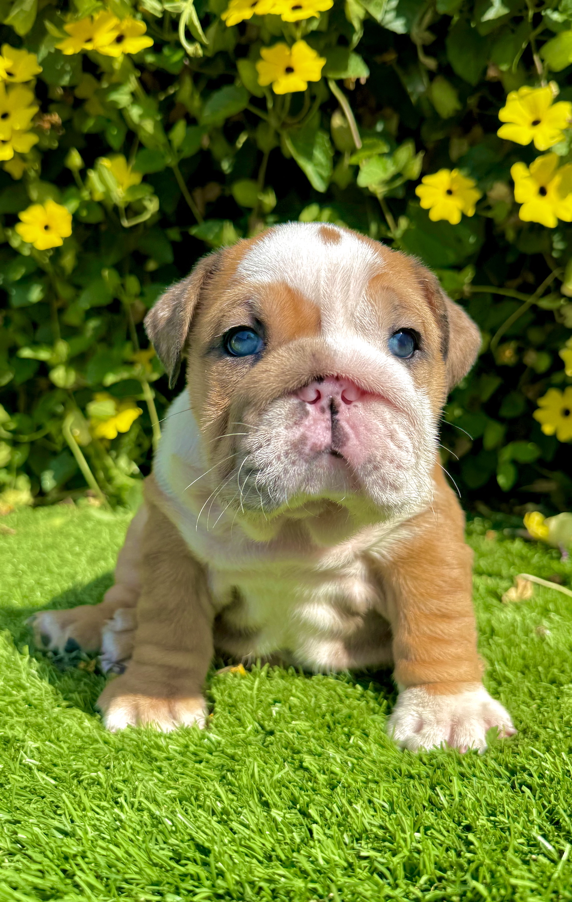 fawn merle english bulldog female puppy ms butters sitting on grass