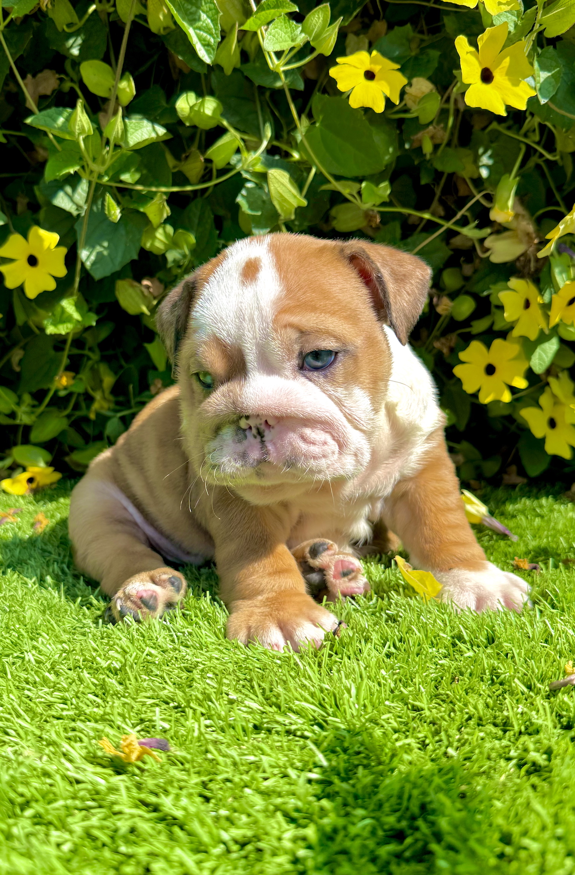 female fawn merle english bulldog puppy for sale ms butters
