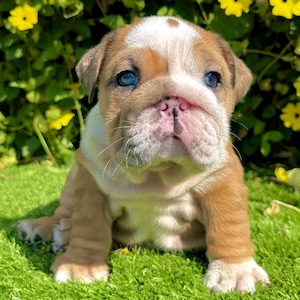 ms butters fawn merle english bulldog female laying on grass