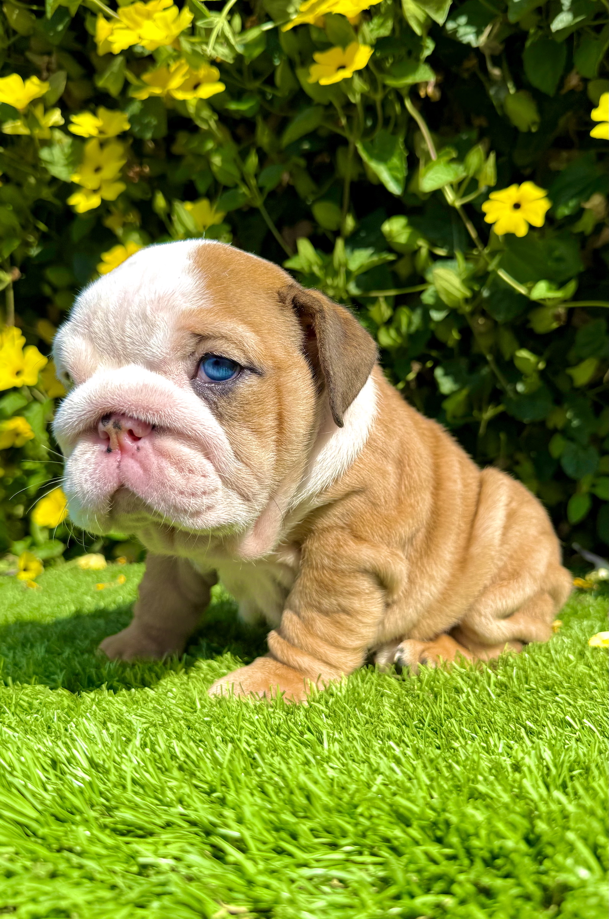 wrinkly fawn merle english bulldog puppy female with blue eyes