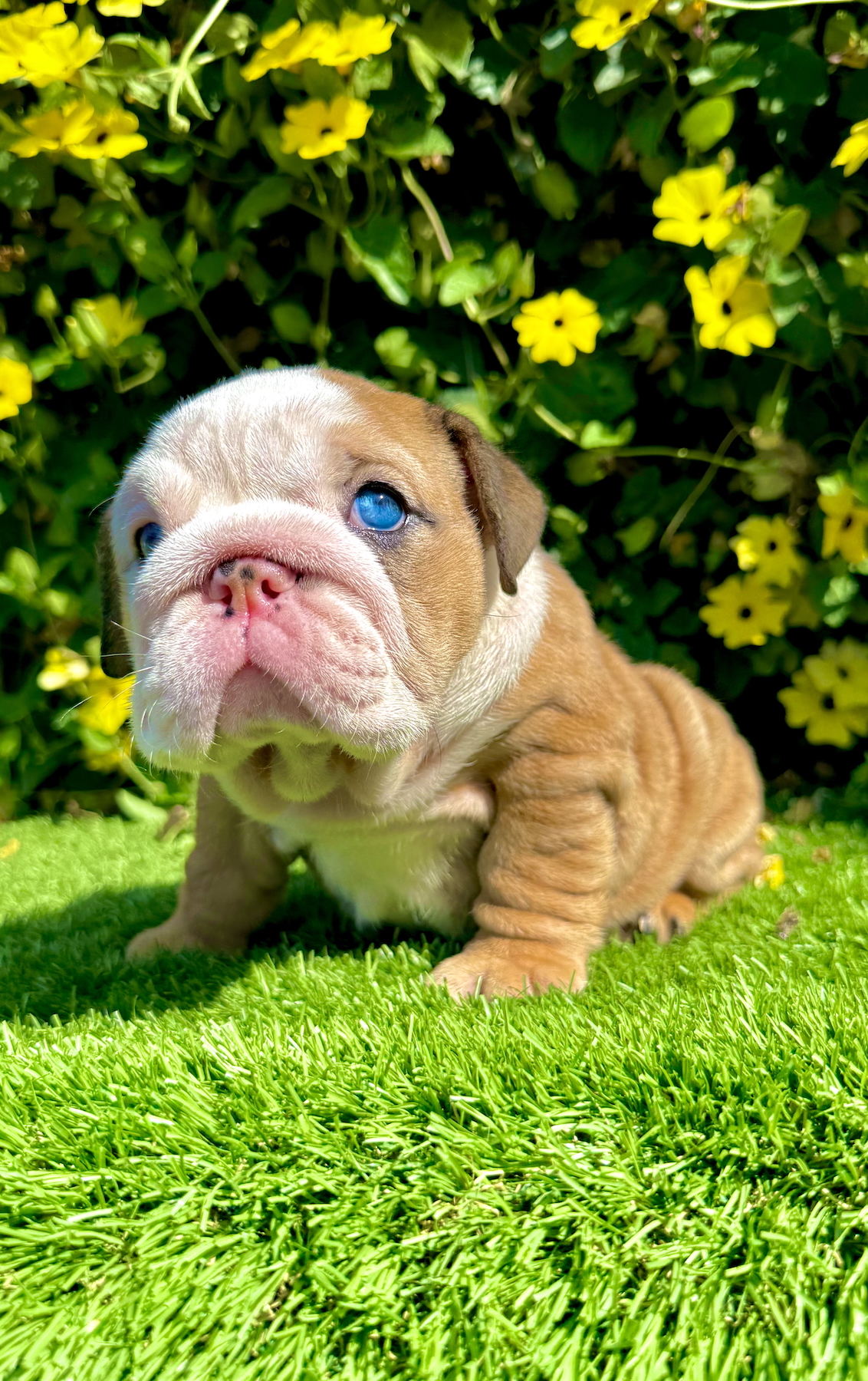 fawn merle english bulldog female puppy ms muffin sitting on grass