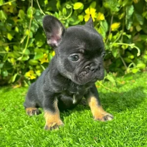 Pepper – Black Tri French Bulldog (Female)