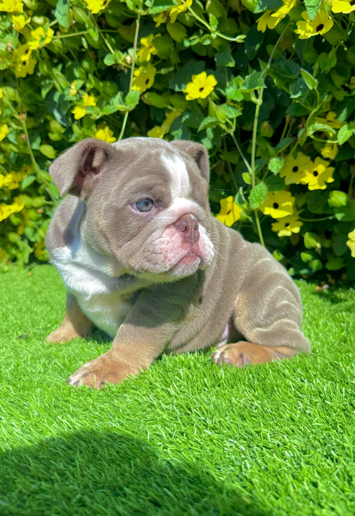 lilac tri english bulldog puppy female with wrinkles close up