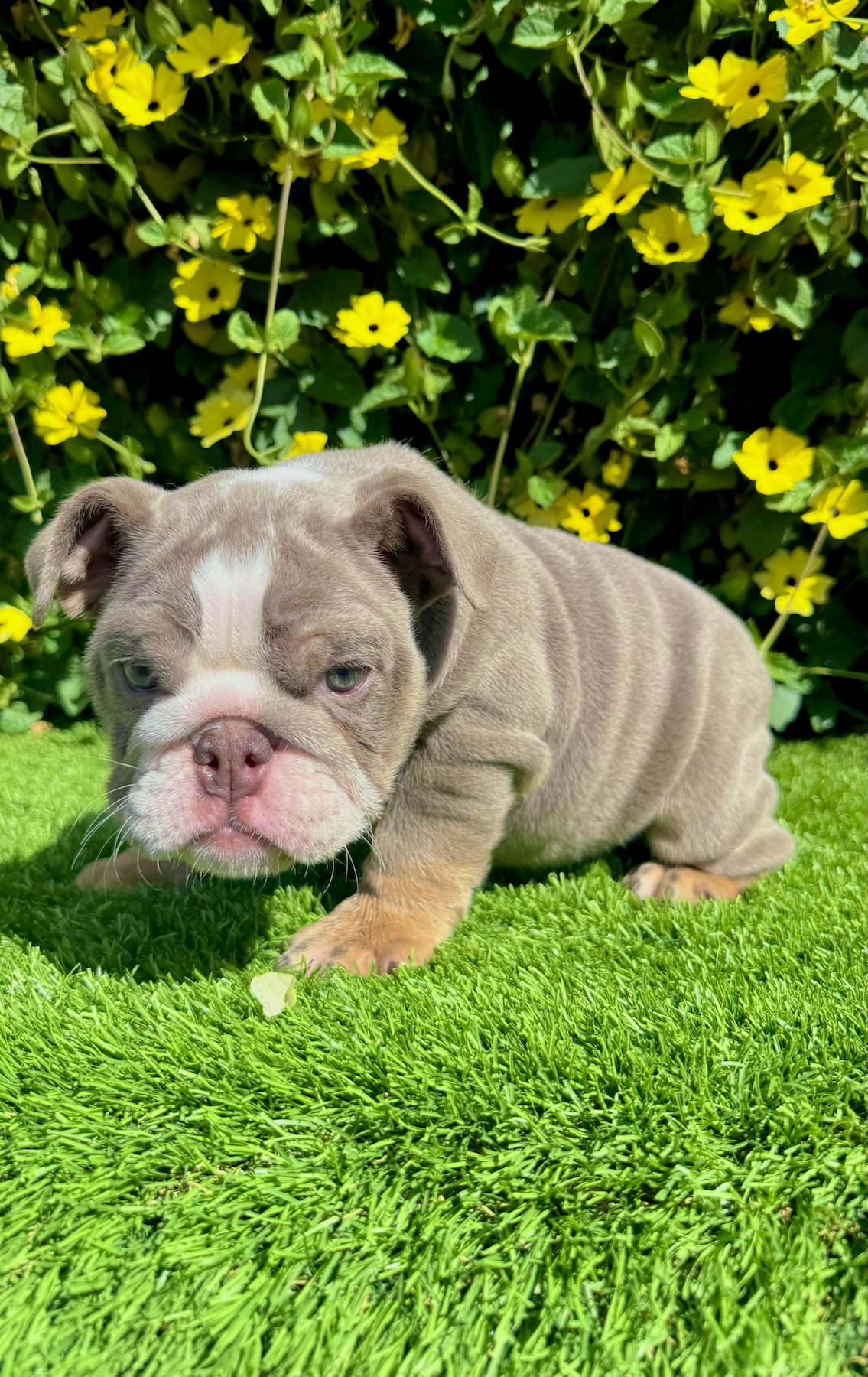 english bulldog puppy for sale lilac tri female tammy
