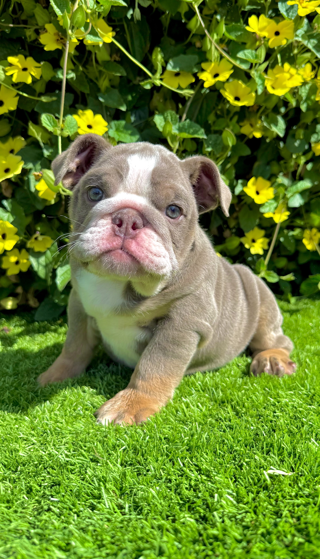 san diego lilac tri english bulldog puppy female