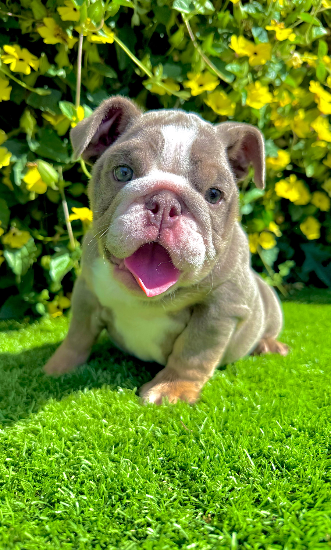 rare lilac tri english bulldog female puppy laying on grass