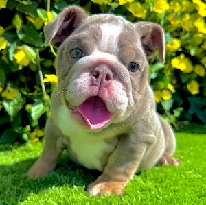Tammy – Lilac Tri English Bulldog (Female)