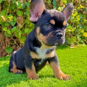 Max black and tan French Bulldog puppy for sale in San Diego