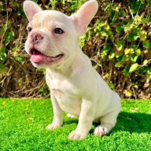 Cleo cream French Bulldog female portrait