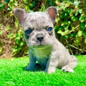 Comet, a blue merle French Bulldog puppy, sitting upright with both blue eyes visible.