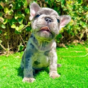 Frank, a blue merle French Bulldog male, sitting upright with his tongue out and big rope visible.