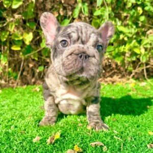 Charly big rope merle French Bulldog male for sale